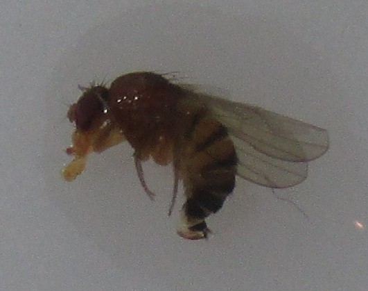 Drosophila suzukii - Azijska vinska mucica 05.jpg